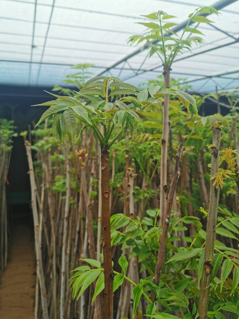 香椿芽新鲜香椿芽大棚反季节香椿芽现摘现卖