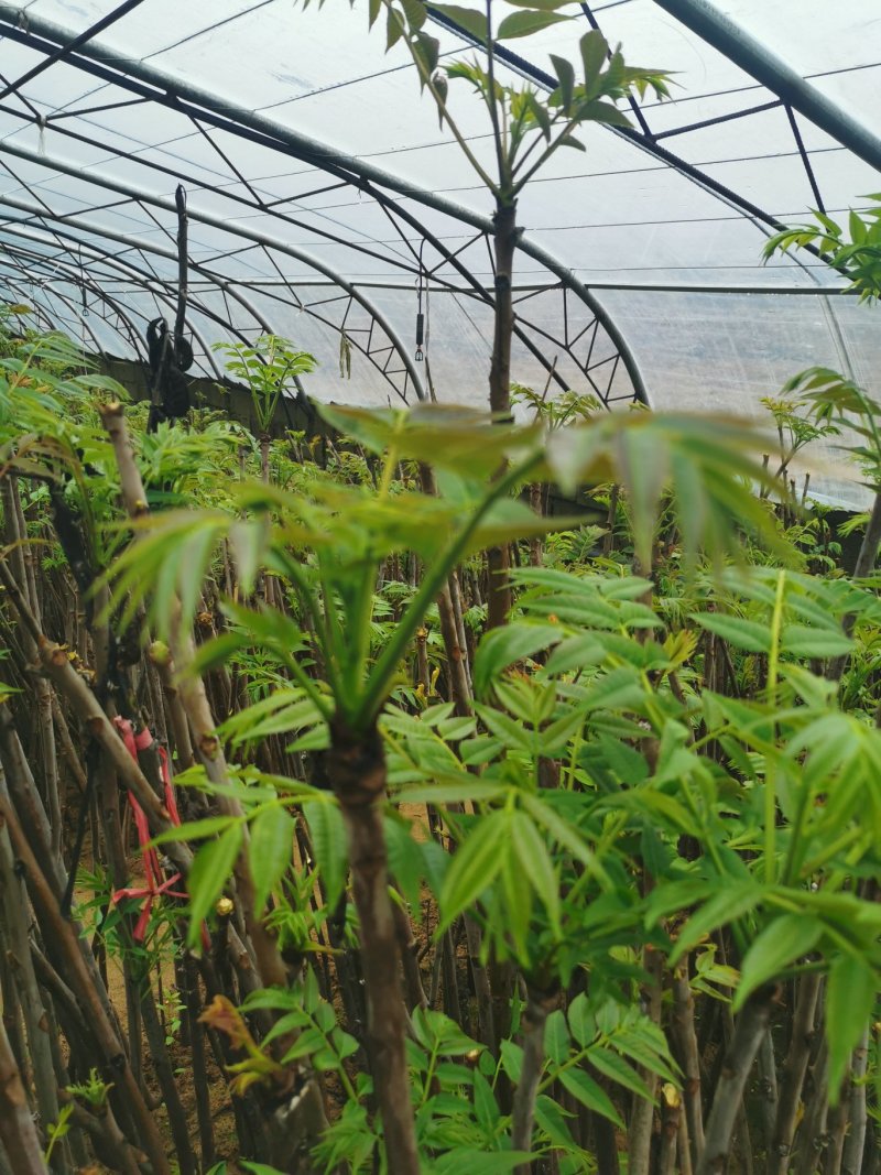 香椿芽新鲜香椿芽大棚反季节香椿芽现摘现卖