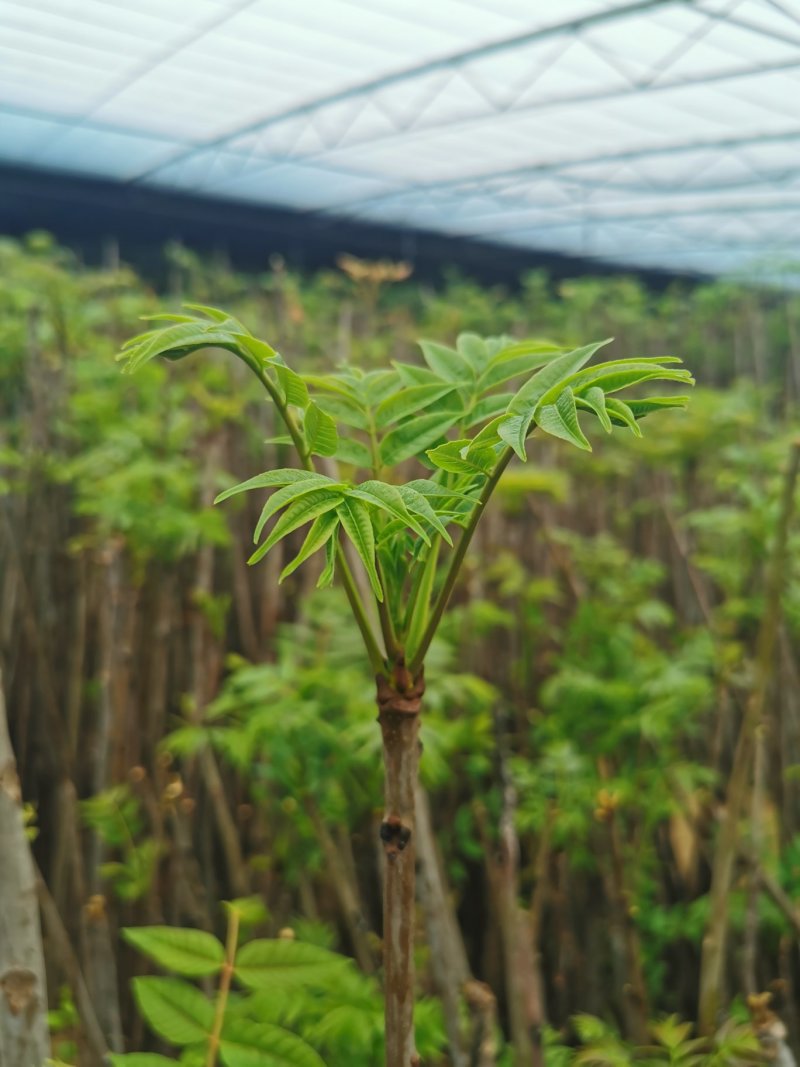 香椿芽新鲜香椿芽大棚反季节香椿芽现摘现卖