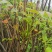 香椿芽新鲜香椿芽大棚反季节香椿芽现摘现卖
