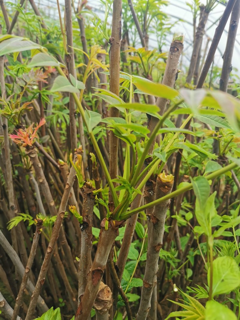 香椿芽新鲜香椿芽大棚反季节香椿芽现摘现卖