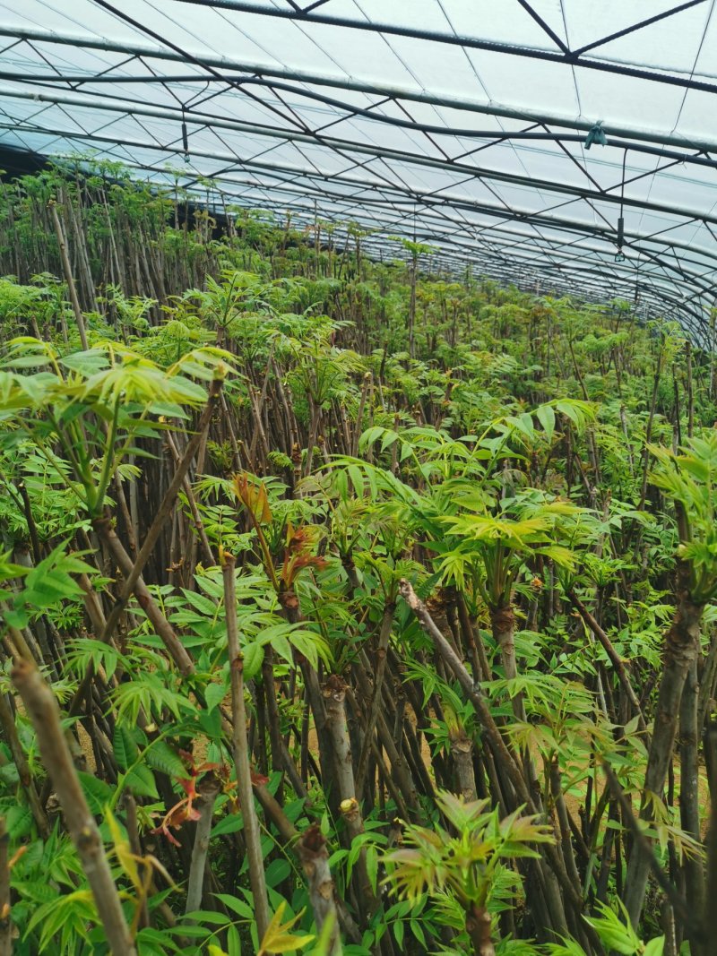 香椿芽新鲜香椿芽大棚反季节香椿芽现摘现卖