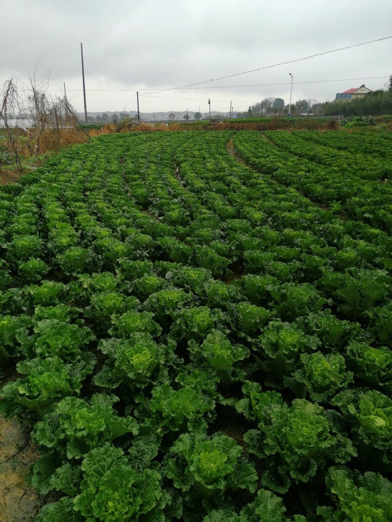 青麻叶齐心白大白菜