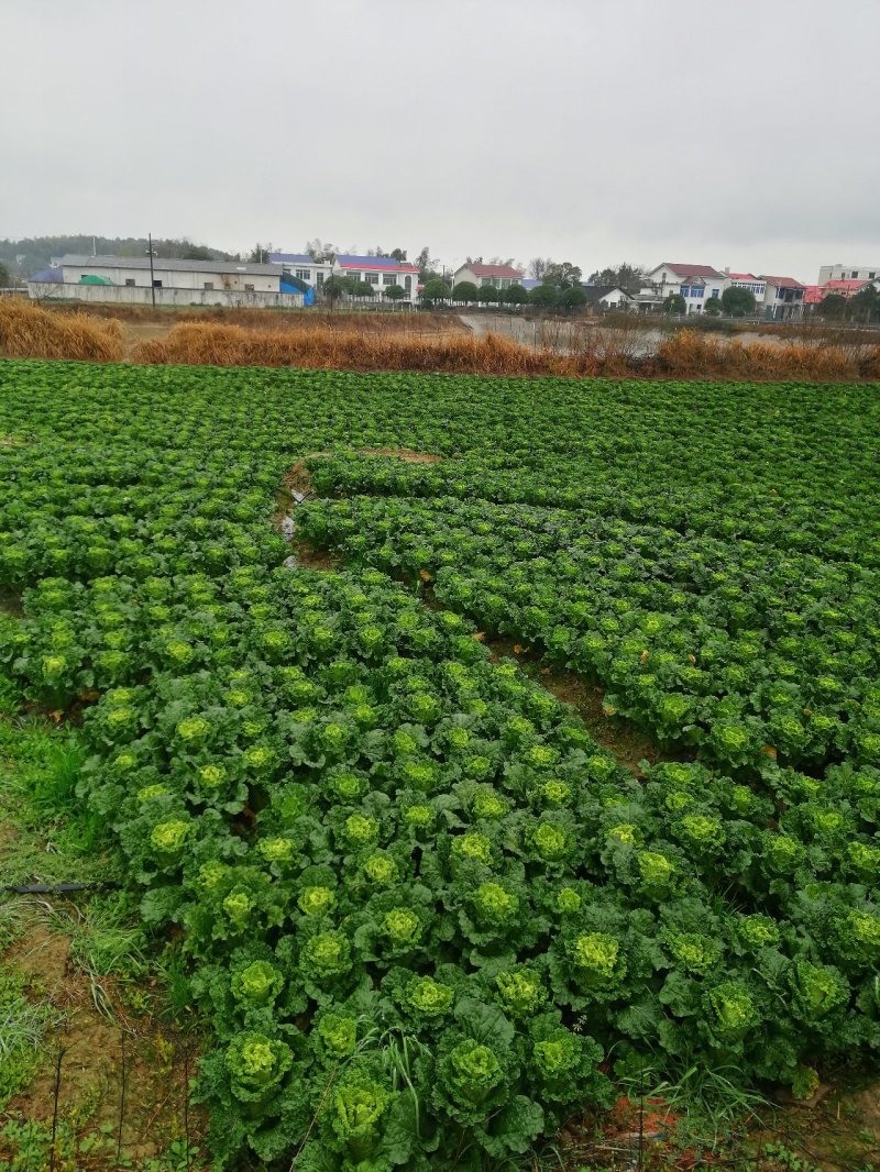 青麻叶齐心白大白菜