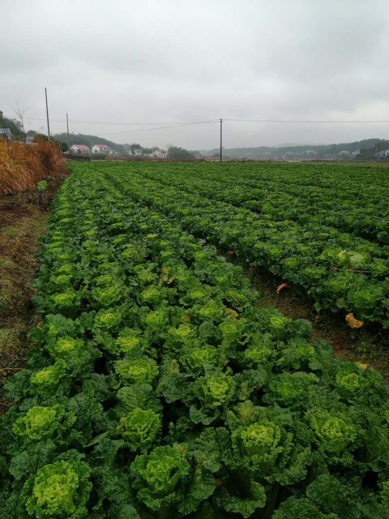 青麻叶齐心白大白菜