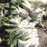 脱水白菜清远菜干。奶白菜（干净无泥沙）