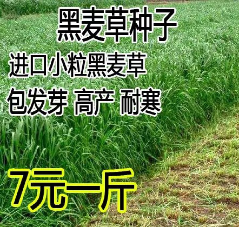 进口耐寒牧草种子多年生黑麦草种子四季常青鸡鸭鹅猪牛羊鱼草