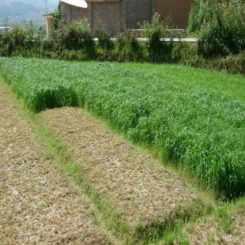 进口耐寒牧草种子多年生黑麦草种子四季常青鸡鸭鹅猪牛羊鱼草