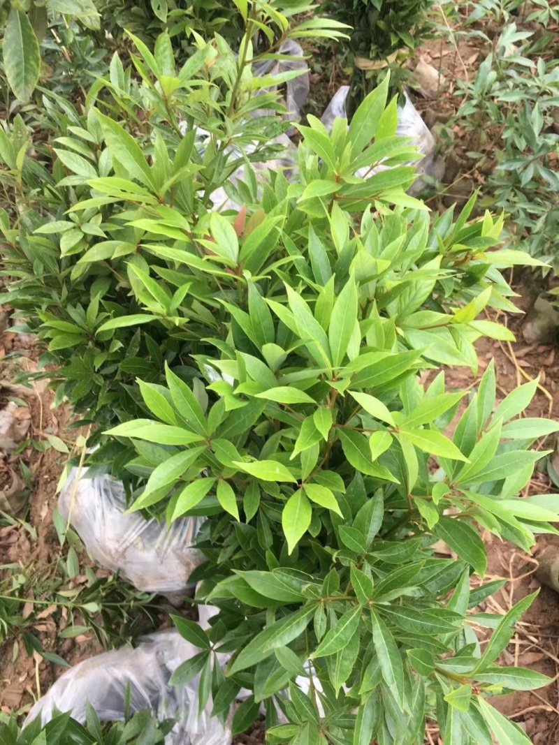 金丝楠木苗30~50cm，无纺布袋苗，耐运输成活率高