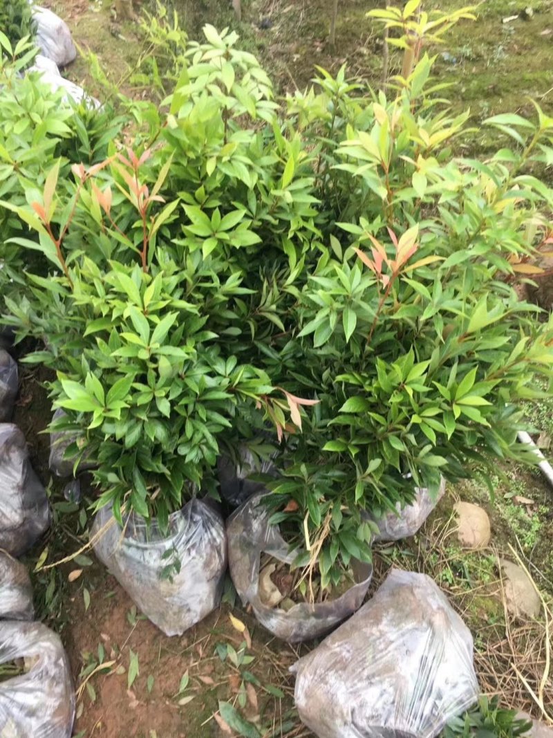 金丝楠木苗30~50cm，无纺布袋苗，耐运输成活率高