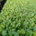 精品有机菜苗一手货源量大从优山东莘县大型苗厂