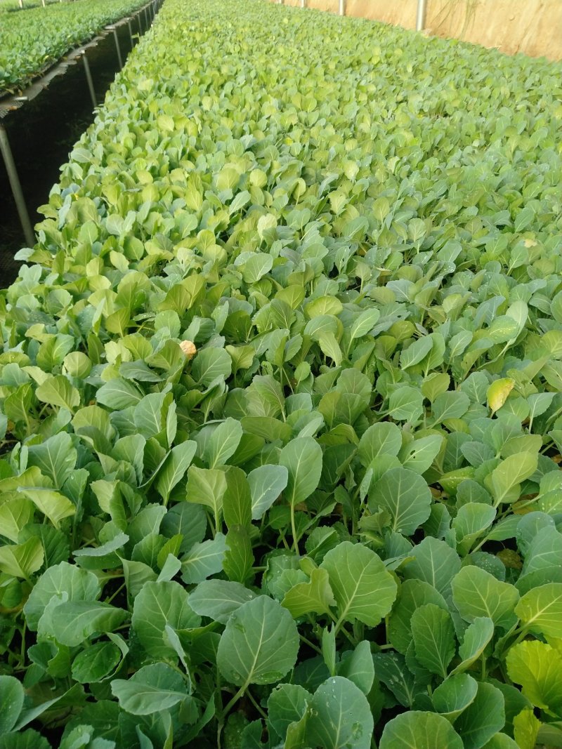 精品有机菜苗一手货源量大从优山东莘县大型苗厂