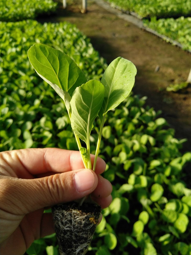 精品有机菜苗一手货源量大从优山东莘县大型苗厂