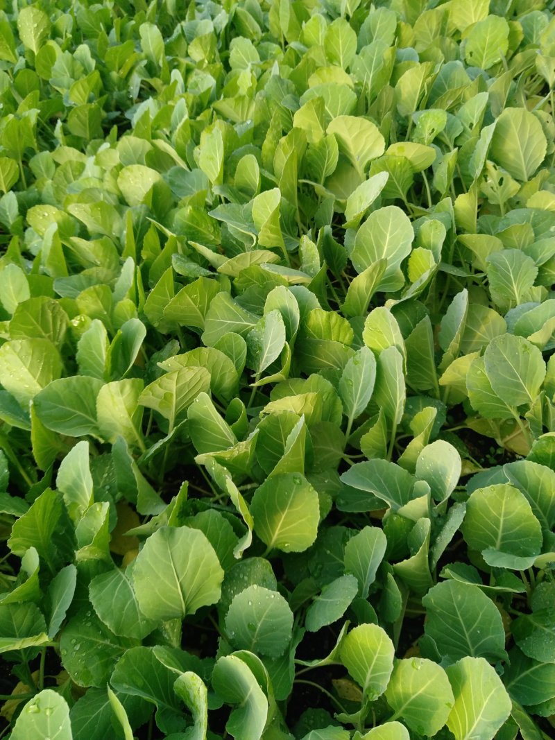 精品有机菜苗一手货源量大从优山东莘县大型苗厂
