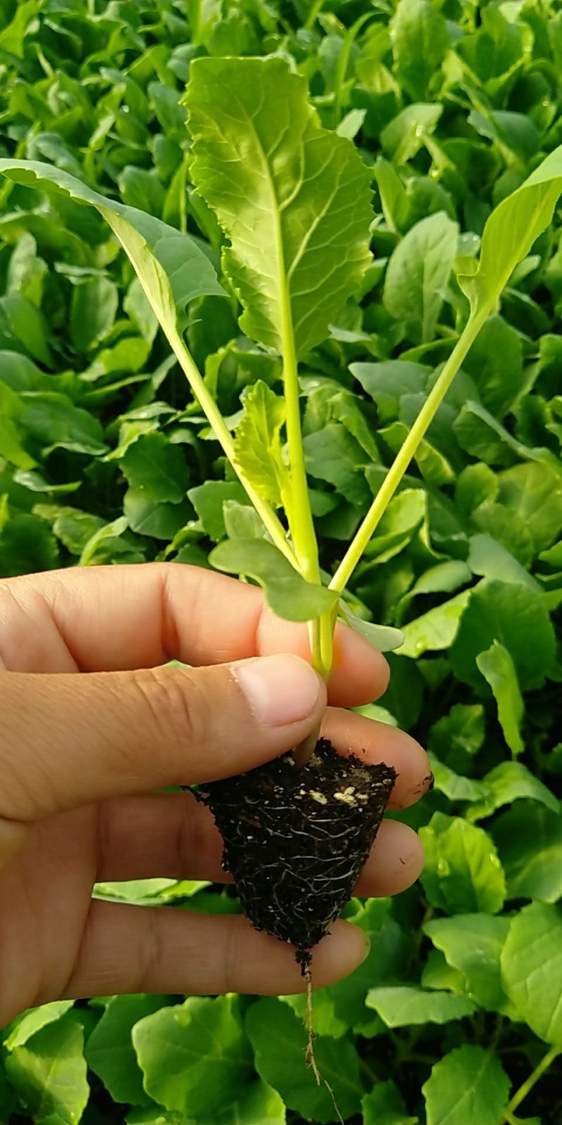 精品有机菜苗一手货源量大从优山东莘县大型苗厂