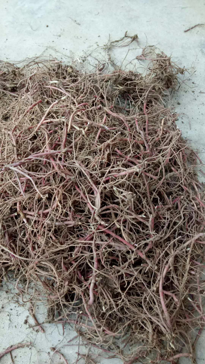 一年生紫菀，懒人品种，适合沙土，联合土，黑土