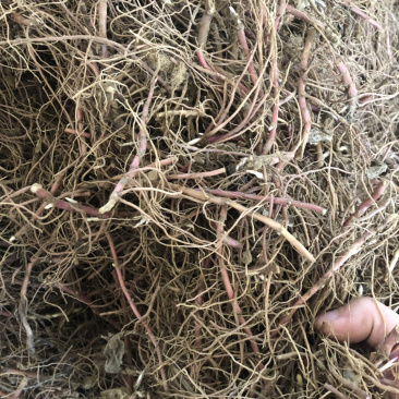 一年生紫菀，懒人品种，适合沙土，联合土，黑土