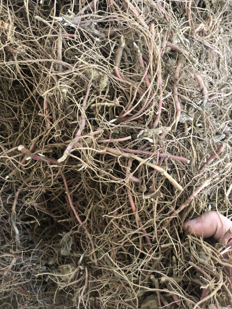 一年生紫菀，懒人品种，适合沙土，联合土，黑土