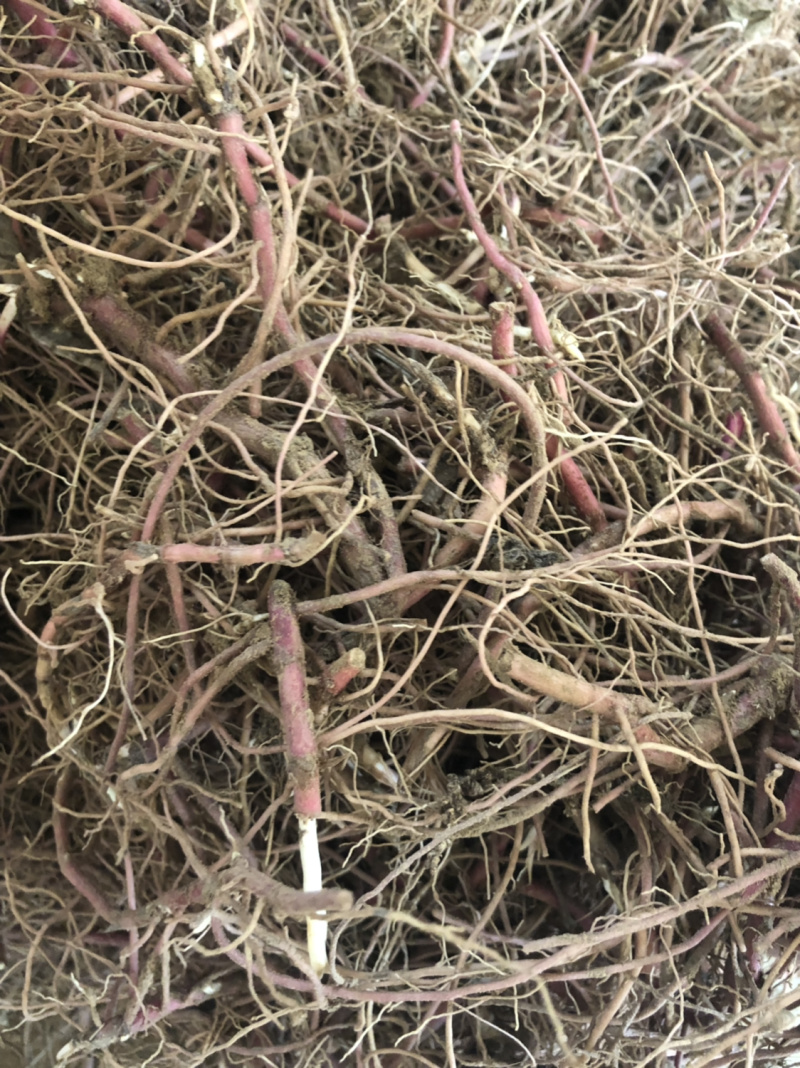 一年生紫菀，懒人品种，适合沙土，联合土，黑土
