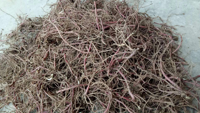 一年生紫菀，懒人品种，适合沙土，联合土，黑土