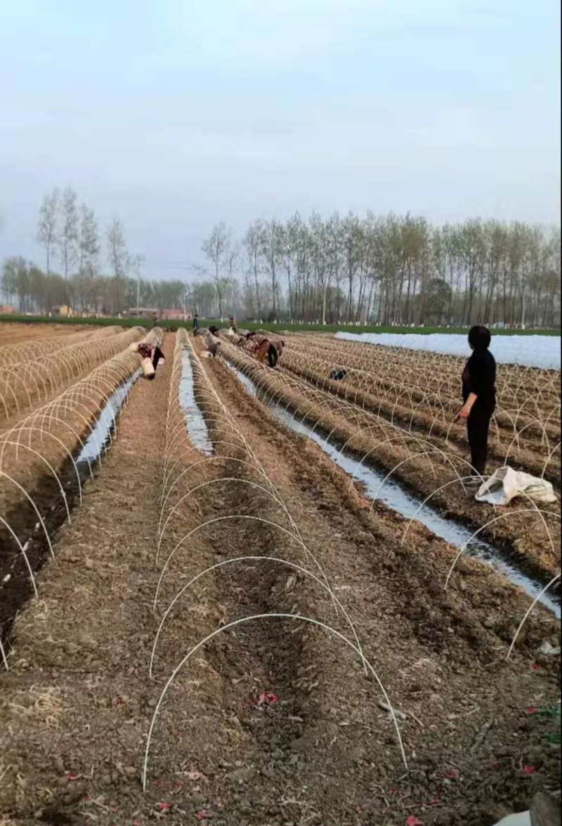 大棚内棚支架二棚地膜弓杆仿竹片拱棚支架保温棚杆