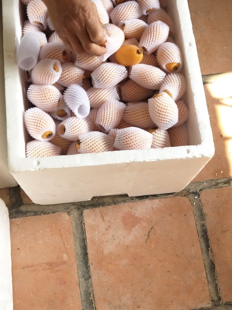 云肖枇杷