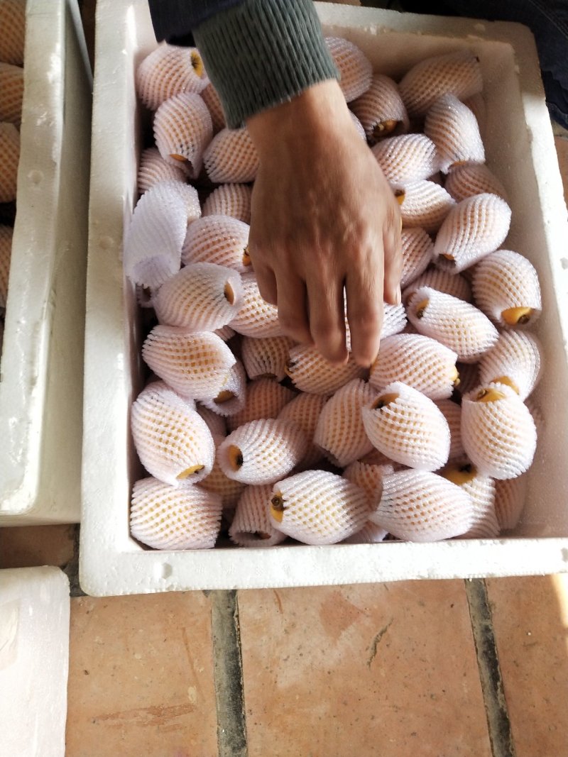 云肖枇杷