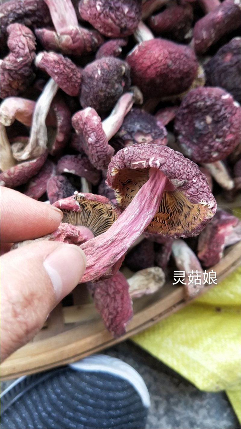 精选野生正红菇干品，标菇大标