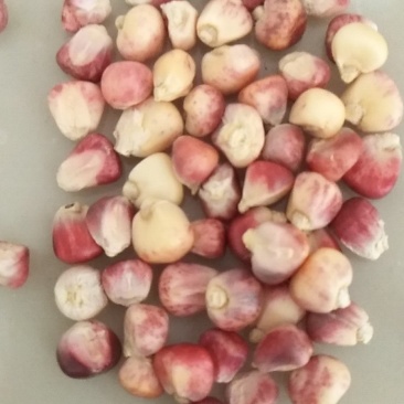 花甜糯玉米种子，质量保证，绝无欺骗。口感好，市场畅销品种