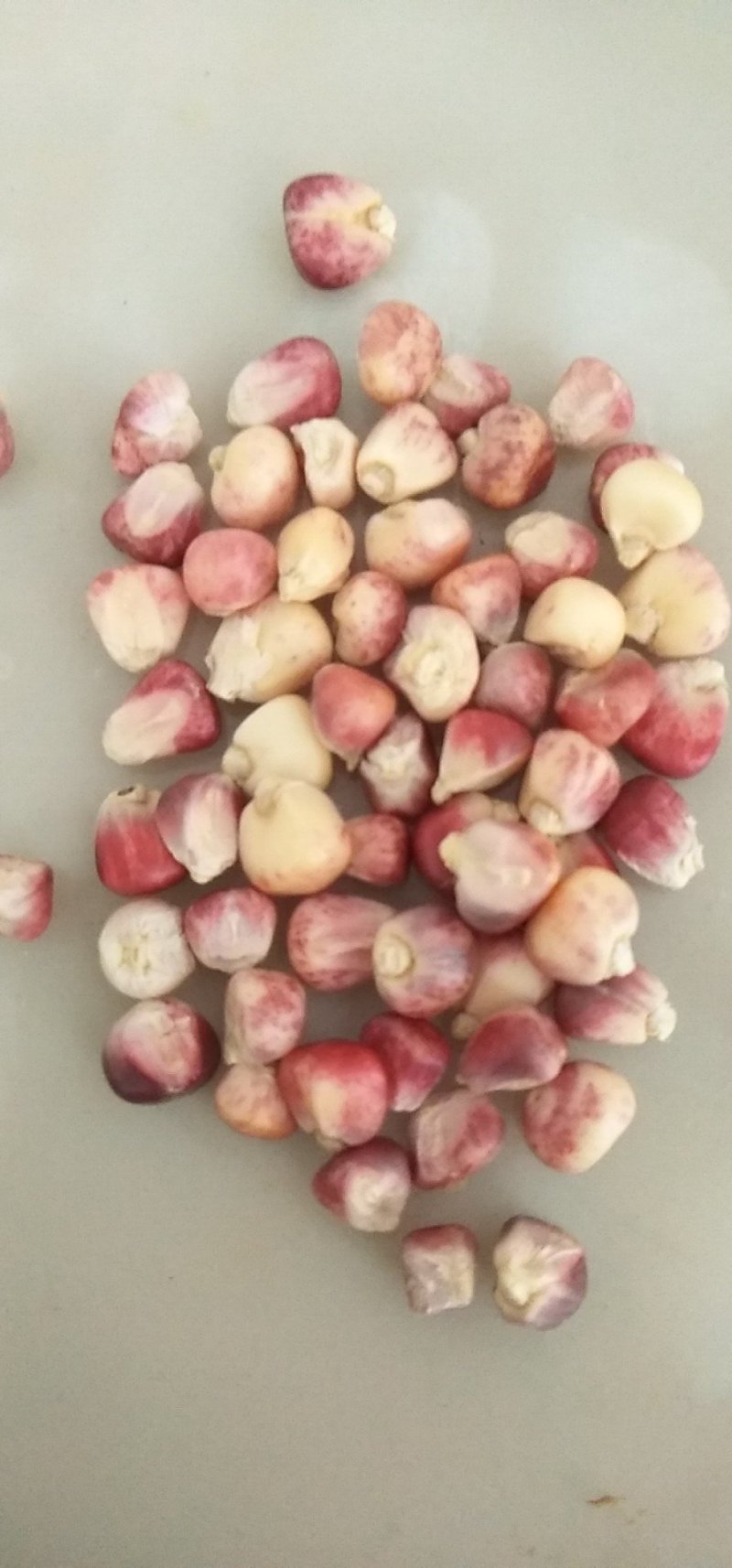 花甜糯玉米种子，质量保证，绝无欺骗。口感好，市场畅销品种