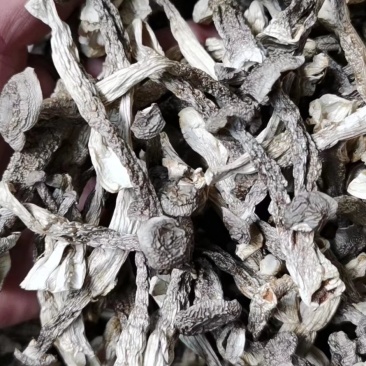 粗条切根鹿茸菇干品精选