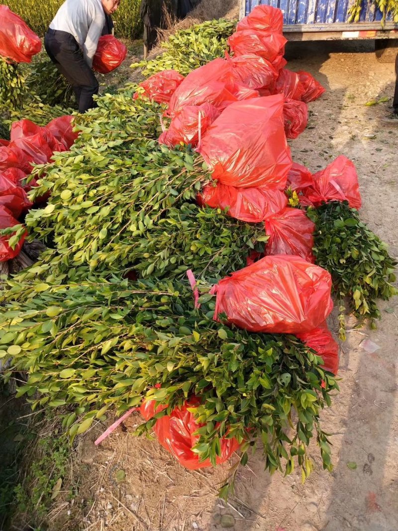 长林系列，湘林系列嫁接油茶苗30公分到八十公分