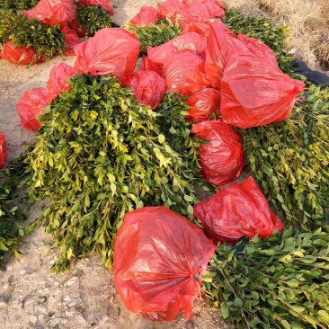 长林系列，湘林系列嫁接油茶苗30公分到八十公分