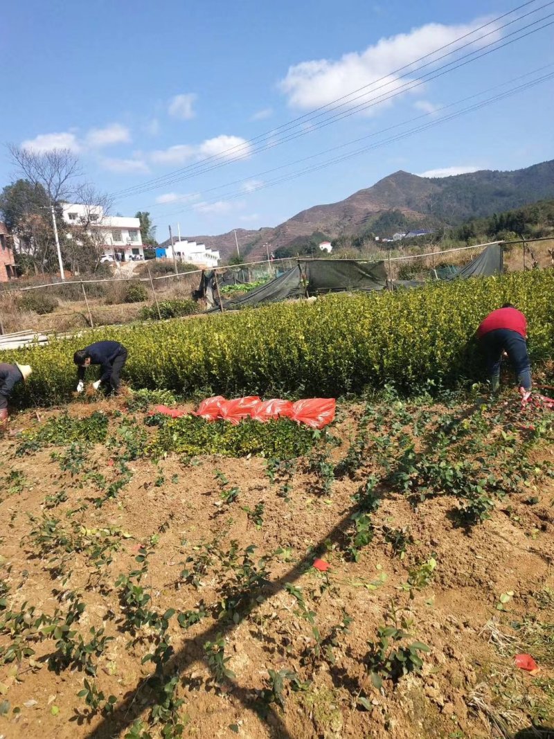 长林系列，湘林系列嫁接油茶苗30公分到八十公分