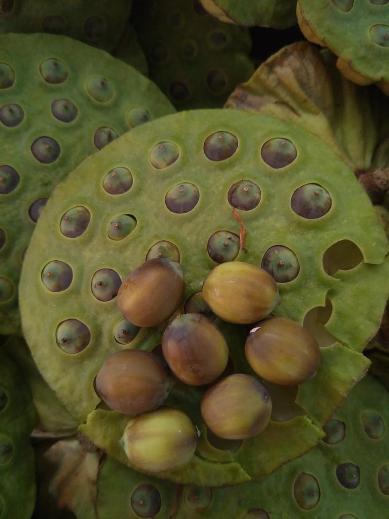 现挖鲜食水果莲藕种高产太空莲莲蓬藕