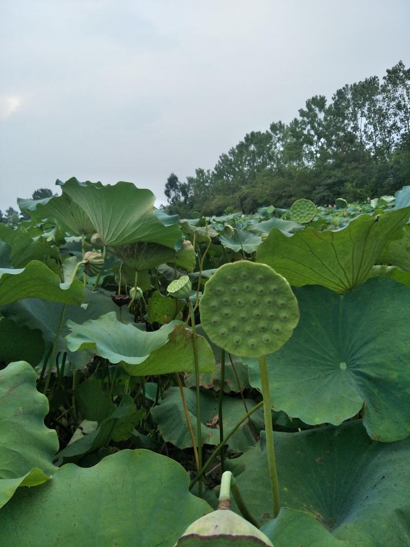 现挖鲜食水果莲藕种高产太空莲莲蓬藕