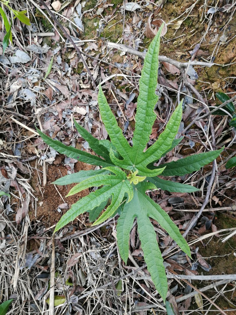 野生五指毛桃