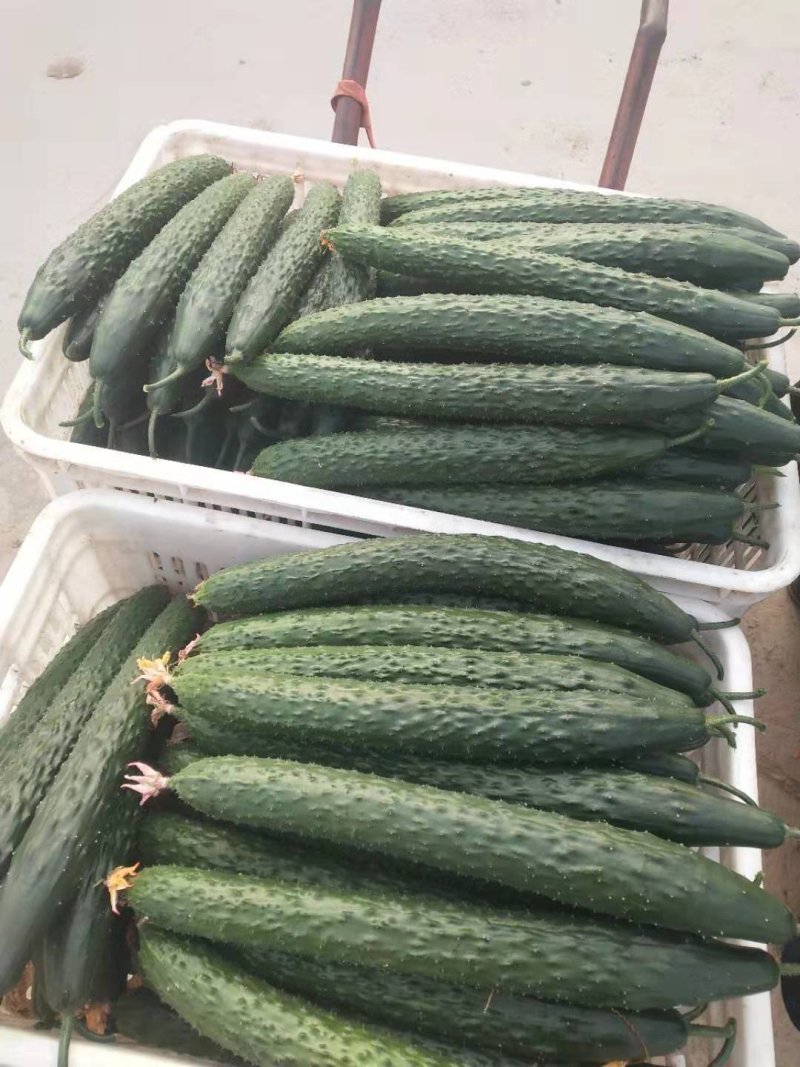 优质密刺短把11—1黄瓜