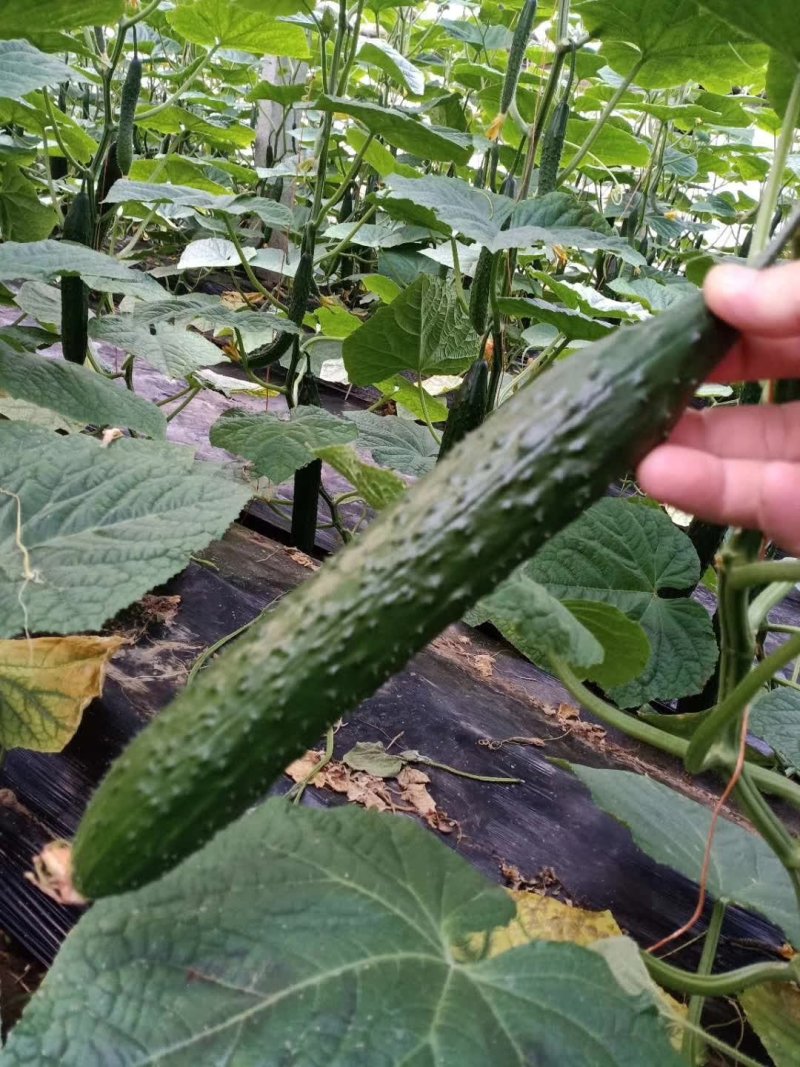 优质密刺短把11—1黄瓜