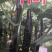 优质密刺短把11—1黄瓜