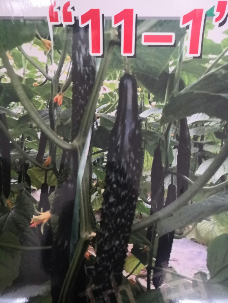 优质密刺短把11—1黄瓜
