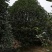 桂花树花香四处/绿化工程桂花树/桂花树价格