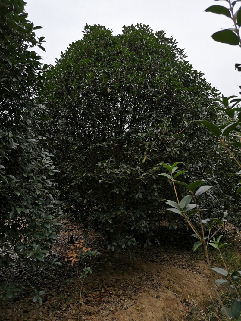 桂花树花香四处/绿化工程桂花树/桂花树价格