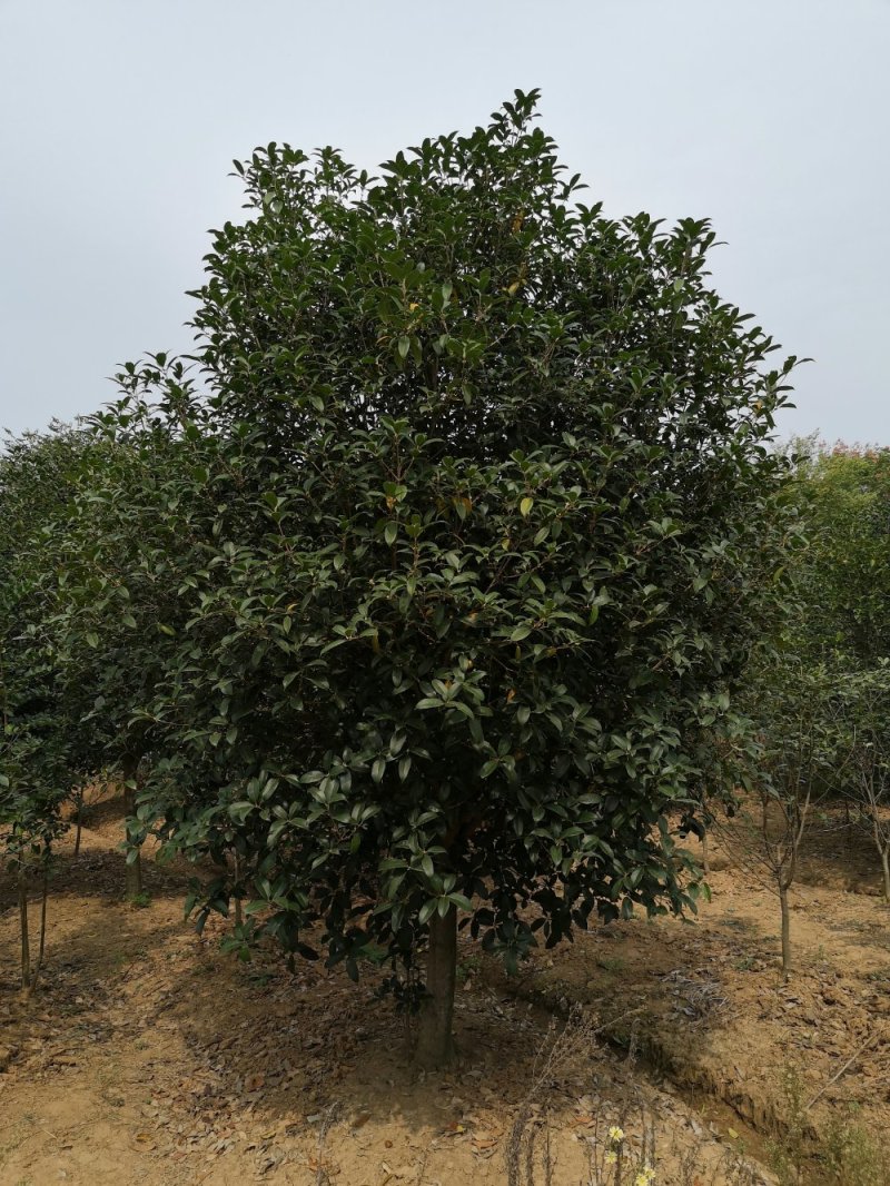 桂花树花香四处/绿化工程桂花树/桂花树价格