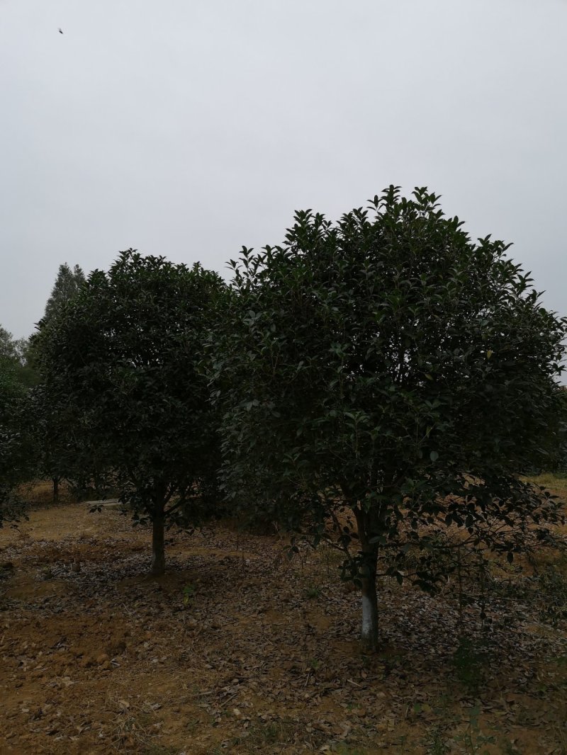 桂花树花香四处/绿化工程桂花树/桂花树价格