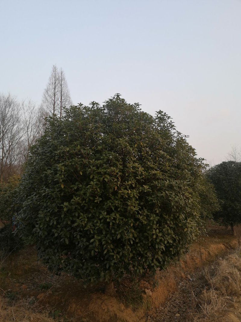 桂花树花香四处/绿化工程桂花树/桂花树价格