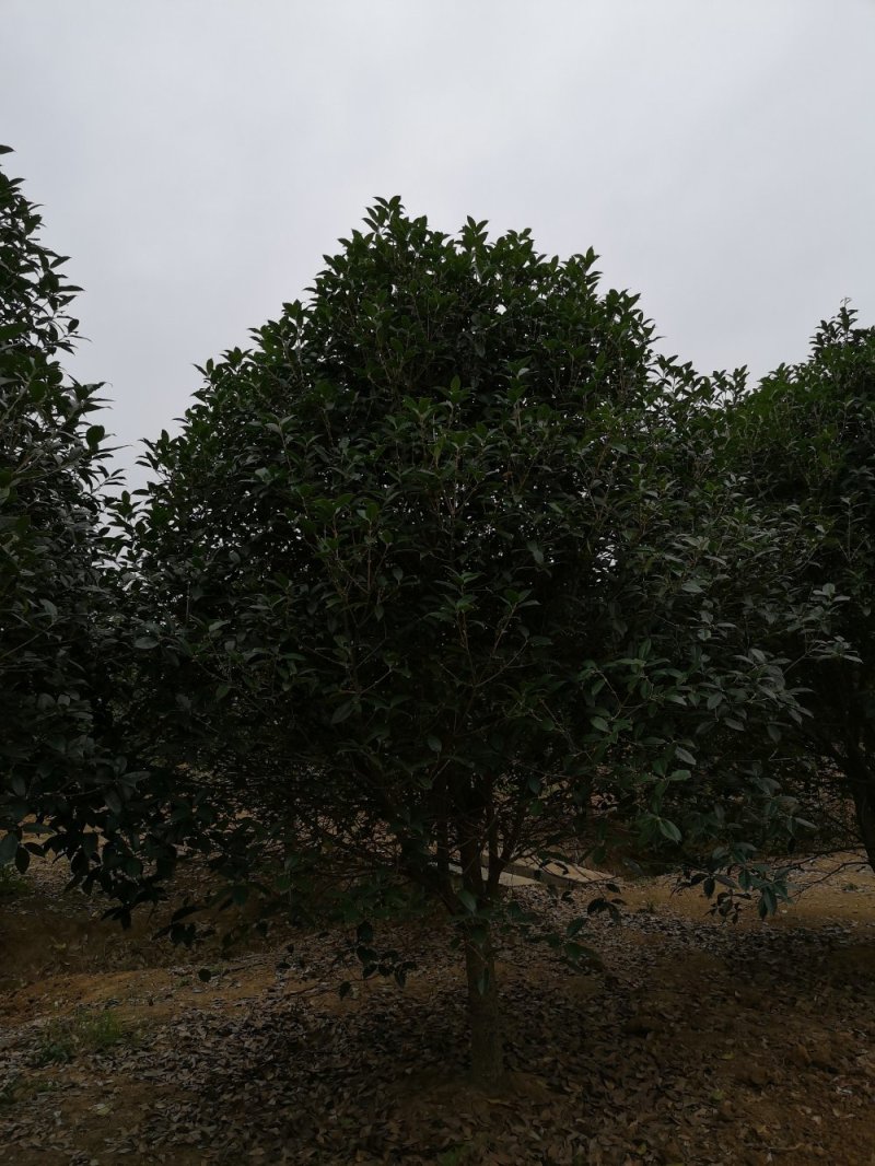 桂花树花香四处/绿化工程桂花树/桂花树价格