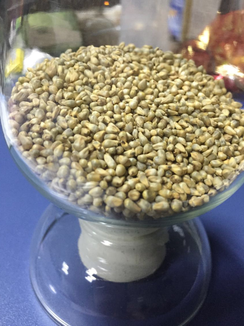 狼尾草有牧用和观赏的，供草期长，养牛羊鱼等都可以