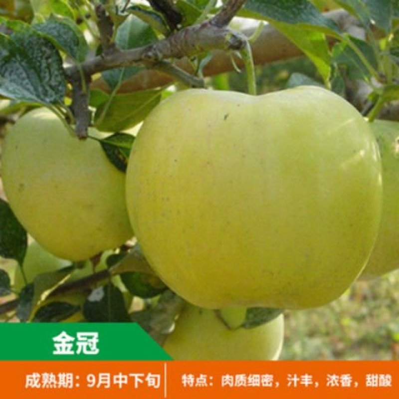 嫁接苹果苗地栽盆栽当年结果红肉红富士苹果树苗南北方种植矮