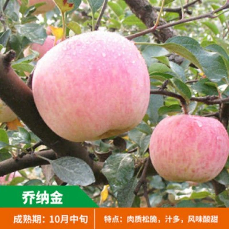 嫁接苹果苗地栽盆栽当年结果红肉红富士苹果树苗南北方种植矮